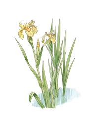 Attēlu rezultāti vaicājumam “Iris pseudacorus”