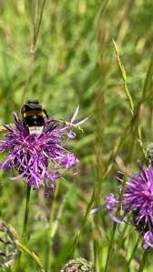 Attēlu rezultāti vaicājumam “Centaurea scabiosa”