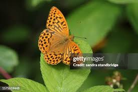 Attēlu rezultāti vaicājumam “Argynnis paphia female”