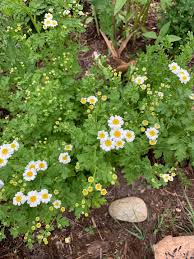 Image result for Tanacetum parthenium