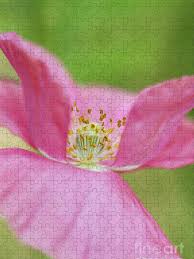 Image result for Papaver rhoeas 'Shirley'