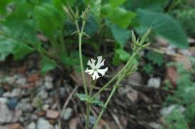 Attēlu rezultāti vaicājumam “Silene wolgensis”