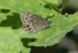 Attēlu rezultāti vaicājumam “Lopinga achine”