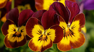 Image result for Veilchen