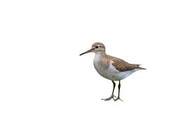 Attēlu rezultāti vaicājumam “Actitis hypoleucos adult”