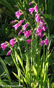 Attēlu rezultāti vaicājumam “Gladiolus imbricatus”