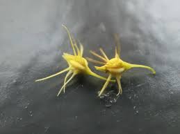 Attēlu rezultāti vaicājumam “Rumex maritimus fruit”