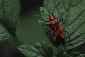 Attēlu rezultāti vaicājumam “Corizus hyoscyami imago”