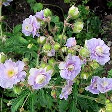 Image result for Geranium `Summer Skies`