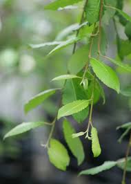 Attēlu rezultāti vaicājumam “Salix caprea”