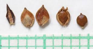 Attēlu rezultāti vaicājumam “Carex arenaria  fruit”