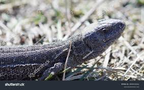 Attēlu rezultāti vaicājumam “Lacerta agilis female”