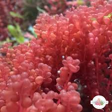 Attēlu rezultāti vaicājumam “Lophocolea minor macro”