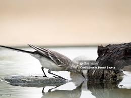 Attēlu rezultāti vaicājumam “Motacilla alba juvenile”
