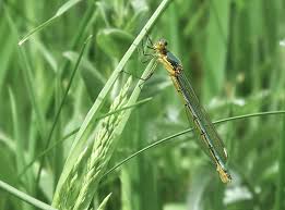Attēlu rezultāti vaicājumam “Lestes dryas male”