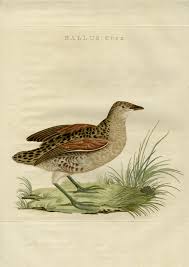 Attēlu rezultāti vaicājumam “Crex crex nest”