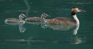Attēlu rezultāti vaicājumam “Podiceps cristatus juvenile”