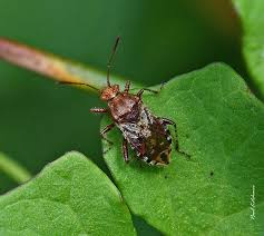 Attēlu rezultāti vaicājumam “Dryophilocoris flavoquadrimaculatus imago”
