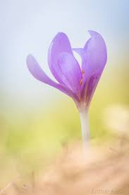 Image result for Herbstzeitlose