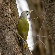 Attēlu rezultāti vaicājumam “Picus canus female”