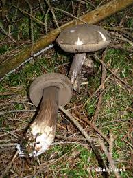 Attēlu rezultāti vaicājumam “Porphyrellus porphyrosporus”