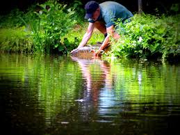 Image result for Guildford Angling Society