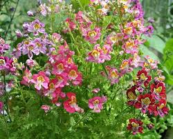 Image result for Schizanthus