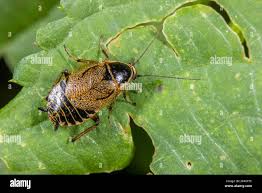 Attēlu rezultāti vaicājumam “Ectobius sylvestris nymph”