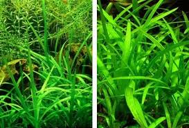 「水蘭」的圖片搜尋結果