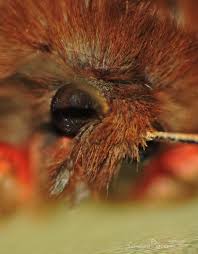 Attēlu rezultāti vaicājumam “Phragmatobia fuliginosa imago”