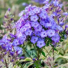 Attēlu rezultāti vaicājumam “Phlox paniculata”