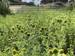 Attēlu rezultāti vaicājumam “Matricaria discoidea flower”