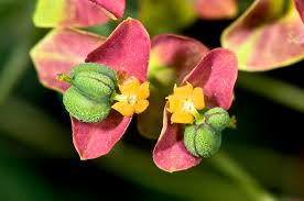 Attēlu rezultāti vaicājumam “Euphorbia cyparissias flower”
