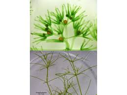 Attēlu rezultāti vaicājumam “Nitella flexilis”