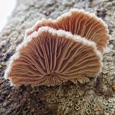 Attēlu rezultāti vaicājumam “Schizophyllum commune”