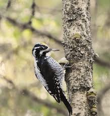 Attēlu rezultāti vaicājumam “Picoides tridactylus”