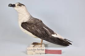 Image result for Pterodroma hasitata