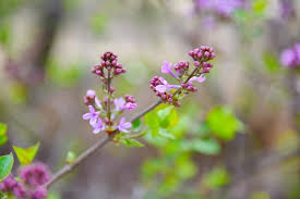 Attēlu rezultāti vaicājumam “Ononis arvensis bud”