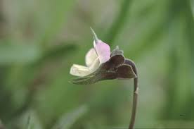 Attēlu rezultāti vaicājumam “Viola arvensis bud”