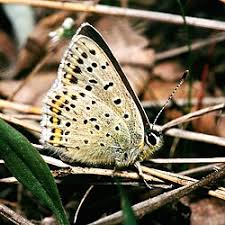 Attēlu rezultāti vaicājumam “Lycaena tityrus female”