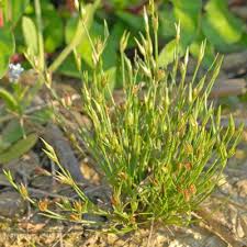 Attēlu rezultāti vaicājumam “Juncus bufonius”