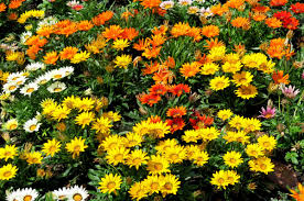 Image result for Gazanien