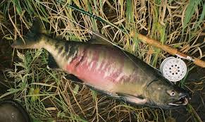 Image result for Oncorhynchus keta