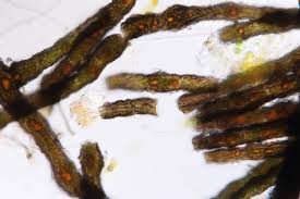 Attēlu rezultāti vaicājumam “Cystocoleus ebeneus”