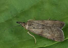 Attēlu rezultāti vaicājumam “Hypochalcia ahenella”