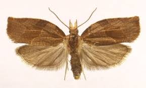 Attēlu rezultāti vaicājumam “Pandemis”