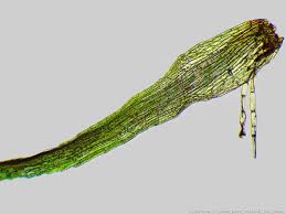 Attēlu rezultāti vaicājumam “Helodium blandowii sporophyte”