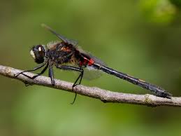 Attēlu rezultāti vaicājumam “Leucorrhinia dubia male”