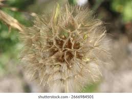 Attēlu rezultāti vaicājumam “Tragopogon heterospermus leaf”