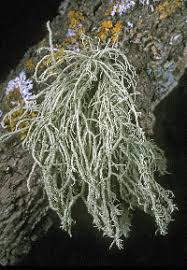 Attēlu rezultāti vaicājumam “Usnea hirta”